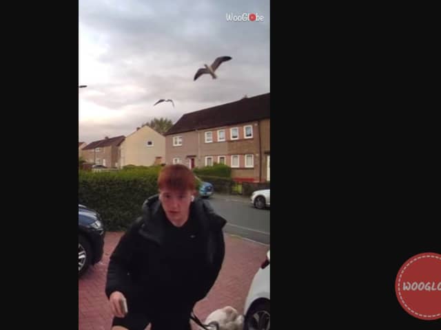 Boy attacked by aggressive seagulls