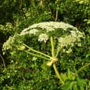 Warnings are being issued about giant hogweed in Greater Manchester 