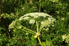 Warnings are being issued about giant hogweed in Greater Manchester 