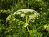 Giant hogweed burns: child hurt by plant in Bolton - what the plant is, how to spot it and why it’s dangerous