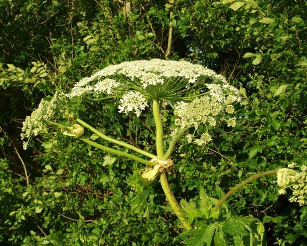Warnings are being issued about giant hogweed in Greater Manchester 