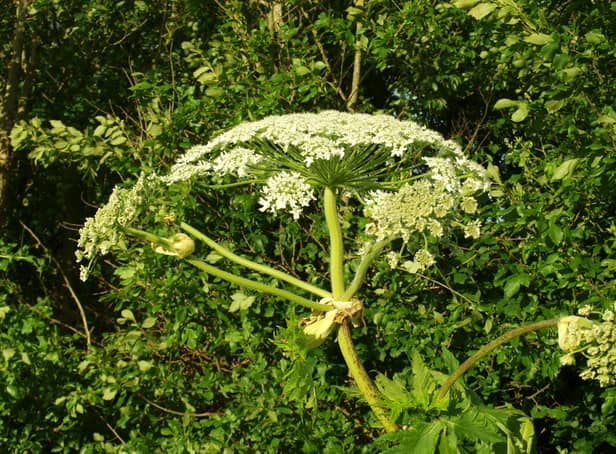 <p>Warnings are being issued about giant hogweed in Greater Manchester </p>