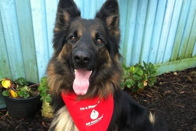 Jack the blood donor dog