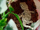 A photo of the tiny gecko issued by the RSPCA