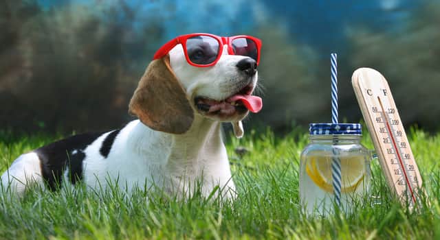 Don’t forget to keep your pets cool! Credit: Shutterstock