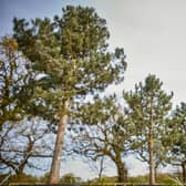 Mature trees will be planted in Manchester’s new public park over the coming months. Photo: Mark Waugh
