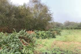 Peatlands