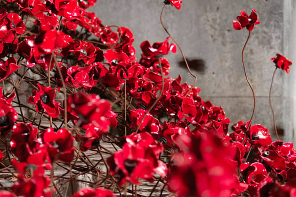The iconic poppy sculptures are coming back to Manchester for a new artwork. Photo: IWM
