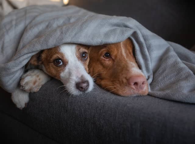 The best heated blankets to keep you warm in winter