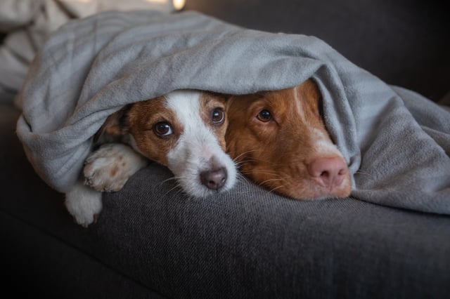 <p>The best heated blankets to keep you warm in winter</p>