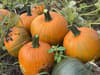Pumpkin picking near Manchester 2021: patches and farms near me to visit this autumn and Halloween 