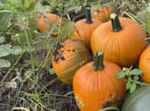 Pumpkin patch at Dunham