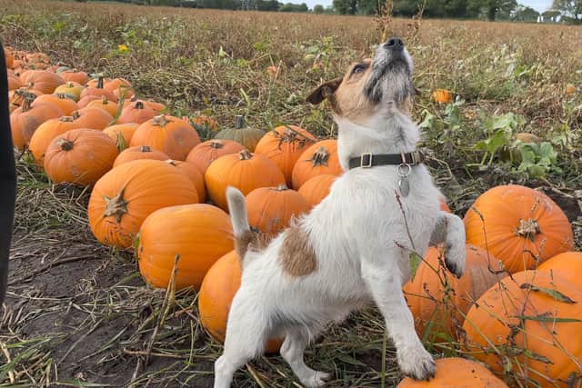 This little chap is excited to pick a pumpkin!