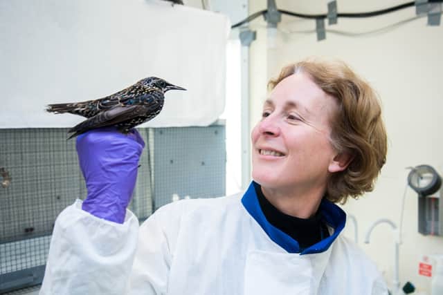 Bird scientist Melissa Bateson, who is Emily Williamson’s great-great niece, with a starling
