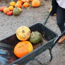 The best places to go pumpkin picking in Manchester this October.  