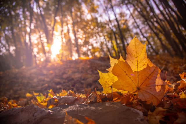 Autumn leaves  Credit: Shutterstock