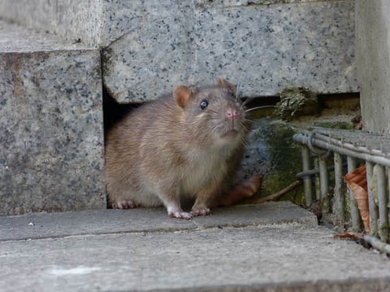 A rat in a garden  Credit: Shutterstock