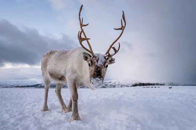 Reindeer  Credit: Shutterstock