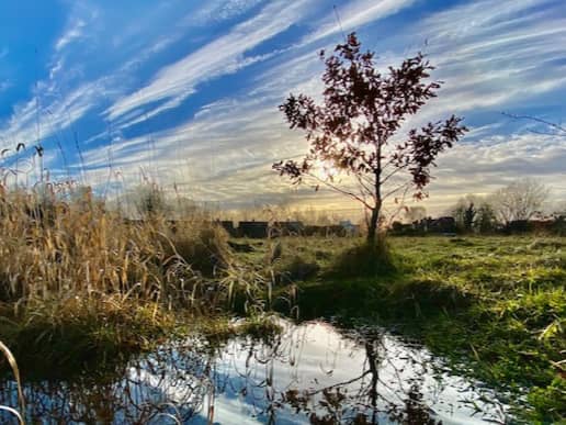 Ryebank Fields. Photo: Jay Clarke