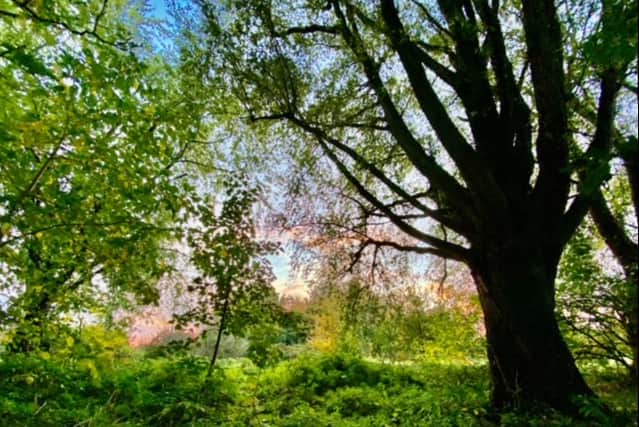 Ryebank Fields. Photo: Jay Clarke