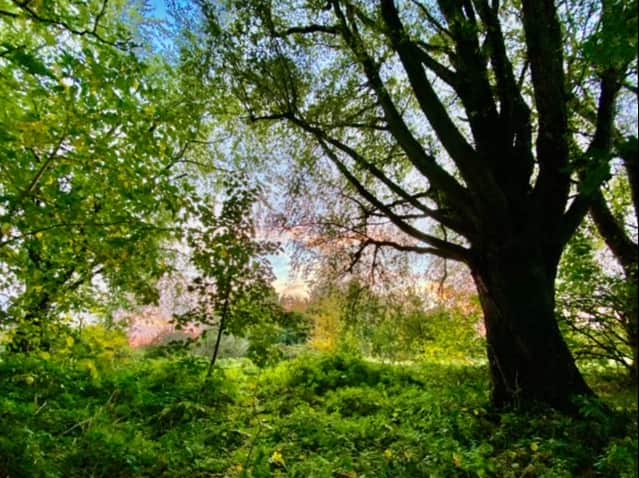Ryebank Fields. Photo: Jay Clarke
