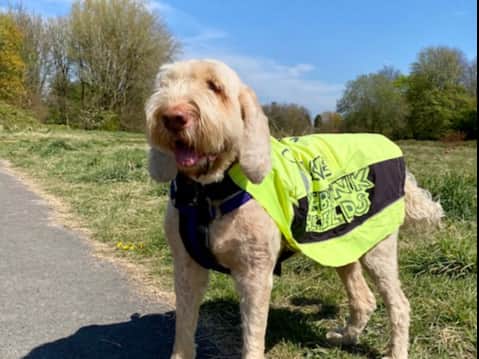 The site has become a popular location for dog walkers. Photo: Jay Clarke