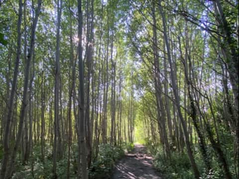 The aspen tree grove in Ryebank Fields. Photo: Jay Clarke