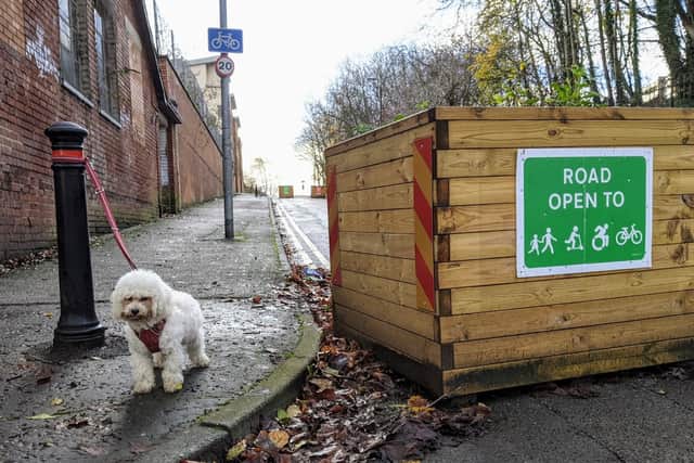 A dog next to one of the modal filters in the Trinity and Islington active neighbourhood. Photo: Harriet Larrington-Spencer