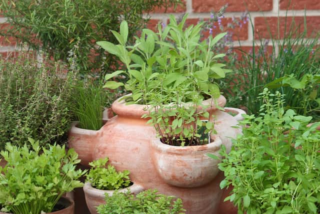 Growing your own herbs Credit: Shutterstock