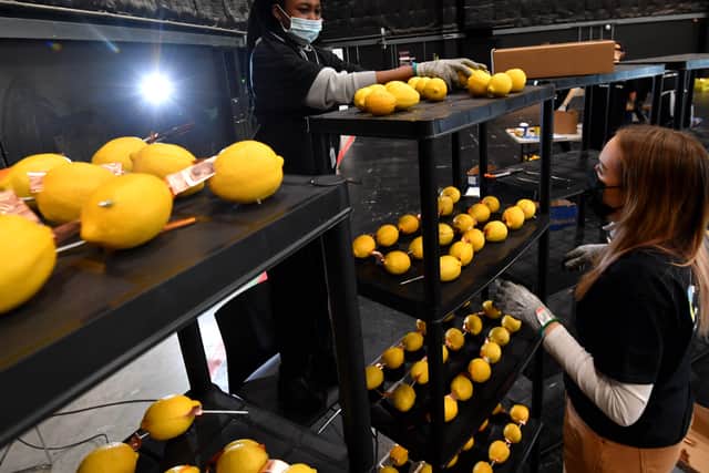 EDITORIAL USE ONLY  Volunteers from the The Royal Society of Chemistry build the world's largest fruit battery at Space Studios as they attempt a Guinness World Record in Manchester. Photo: Anthony Devlin/PA Wire 