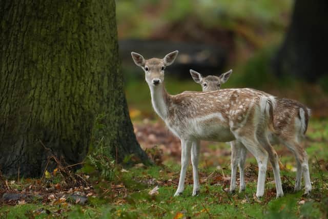 Deer at Dunham Massey. Photo: Christopher Furlong/Getty Images