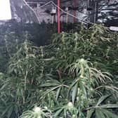 Cannabis farm uncovered on Century Street, Manchester Credit: GMP