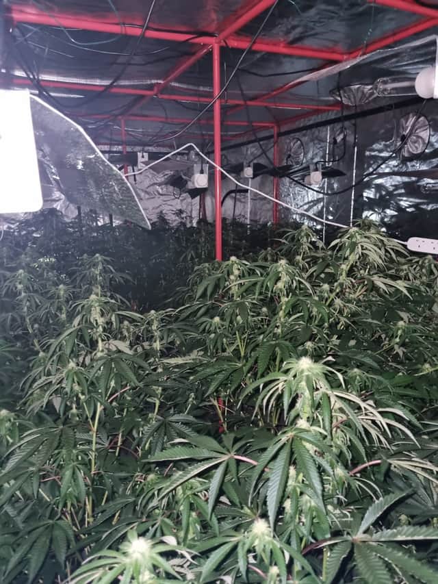 Cannabis farm uncovered on Century Street, Manchester Credit: GMP
