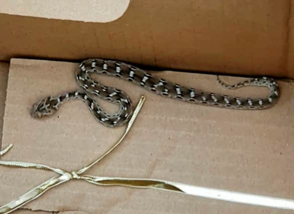 A Salford forklift driver found a deadly viper in box of bricks Credit: RSPCA/ SWNS