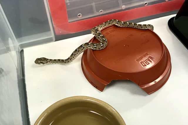 The RSPCA was called to deal with the viper Credit: RSPCA / SWNS