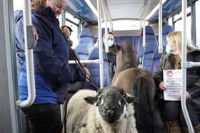 Jade with the sheep on the bus Credit: Andrew Clutterbuck