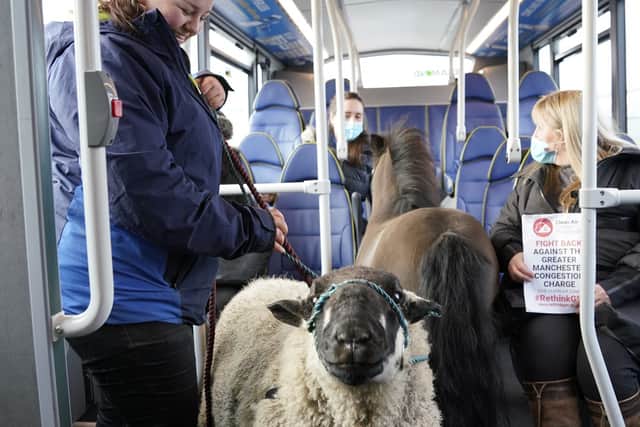 Jade with the sheep on the bus Credit: Andrew Clutterbuck