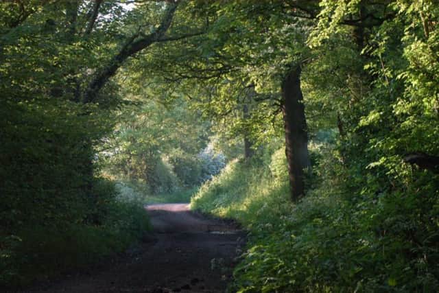 Woodland and a footpath at Carrington Moss. Photo; Friends of Carrington Moss