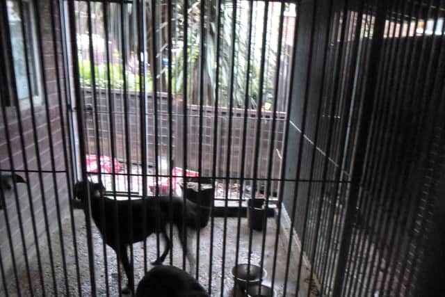 At one property officers found a kennel block in the back garden containing six dogs. Credit: RSPCA/SWNS