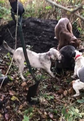 RSPCA inspectors found videos and photos of dogs engaged in hunting and fighting with wild animals such as badgers and foxes. Credit: RSPCA / SWNS.COM