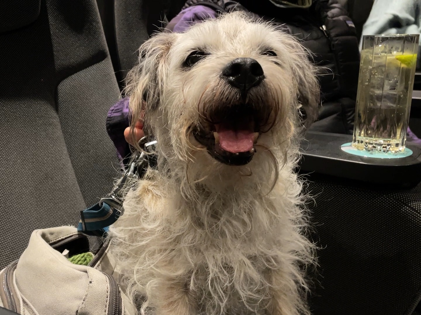 Take a look inside the ‘world’s first’ dog-friendly cinema in Manchester 