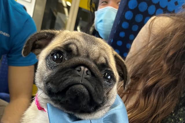 Millie the pug is out and about on Northern trains as part of the acts of kindness