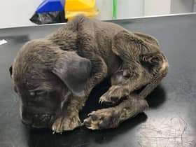 One of the underweight dogs found in Emmanuel Paul’s property Credit; RSPCA/ SWNS