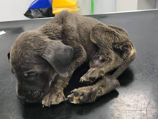 One of the underweight dogs found in Emmanuel Paul’s property Credit; RSPCA/ SWNS