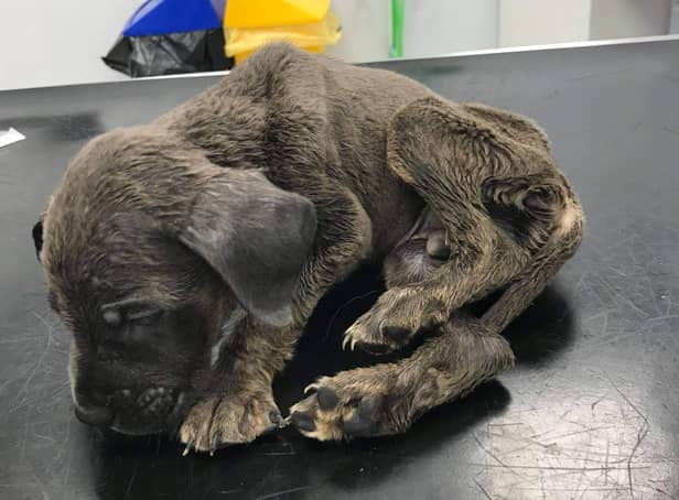 <p>One of the underweight dogs found in Emmanuel Paul’s property Credit; RSPCA/ SWNS</p>