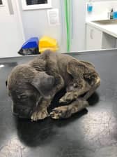 One of the underweight dogs found in Emmanuel Paul’s property Credit; RSPCA/ SWNS