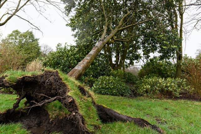 Trees felled by winds from Storm Eunice in Mesnes Park in Wigan. Photo: Kelvin Stuttard