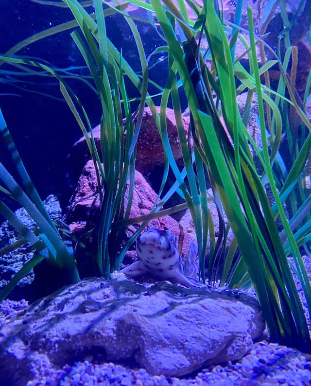 Sea Life is popular at half term