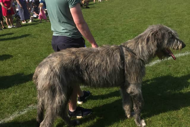 Murphy the massive Irish wolfhound owned by Rhys Davenport and his family