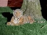 The tiger was reported to GMP in Oldham - but was just a toy! Credit:Greater Manchester Police / SWNS